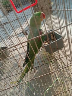 Raw Parrot Female 1