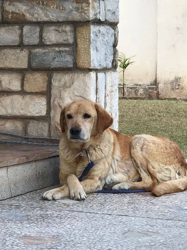 Labrador x golden retriever 0