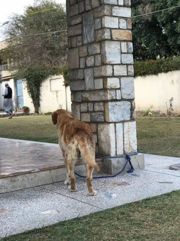 Labrador x golden retriever 1