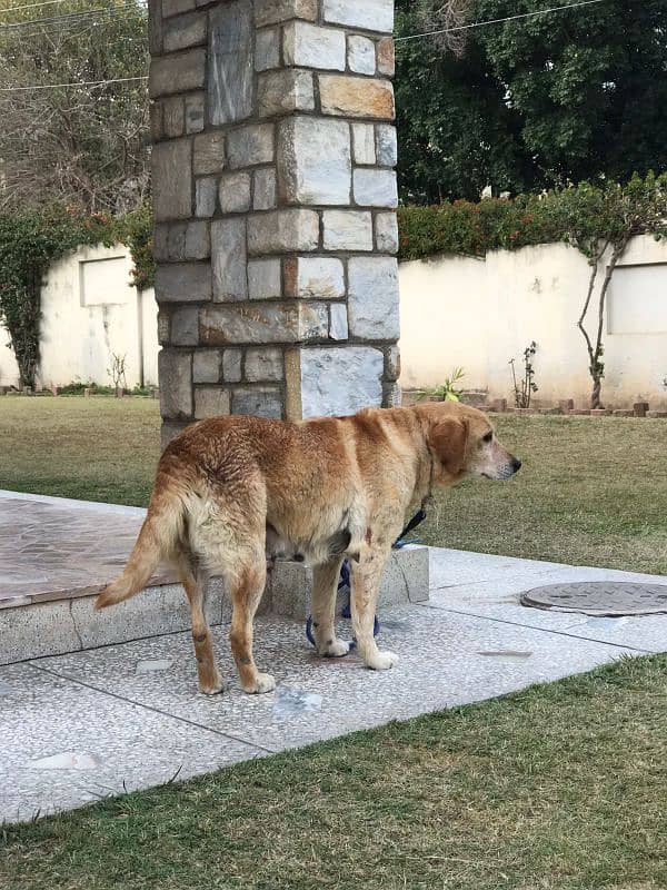 Labrador x golden retriever 2