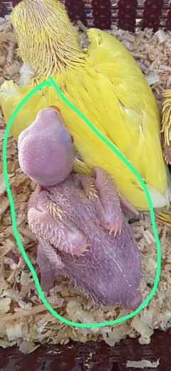 yellow talking parrot chiks