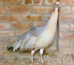 Blue shoulder female peacock