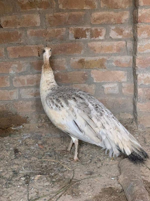 Blue shoulder female peacock 1