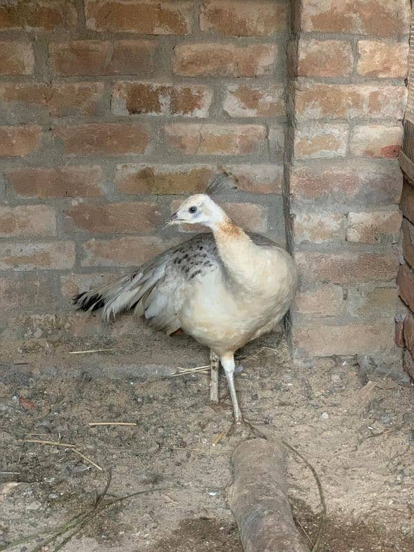 Blue shoulder female peacock 2