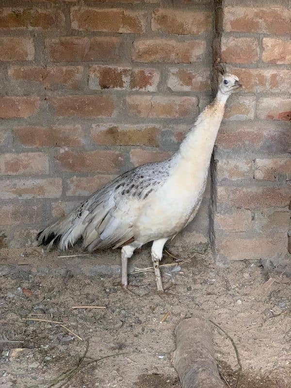 Blue shoulder female peacock 3