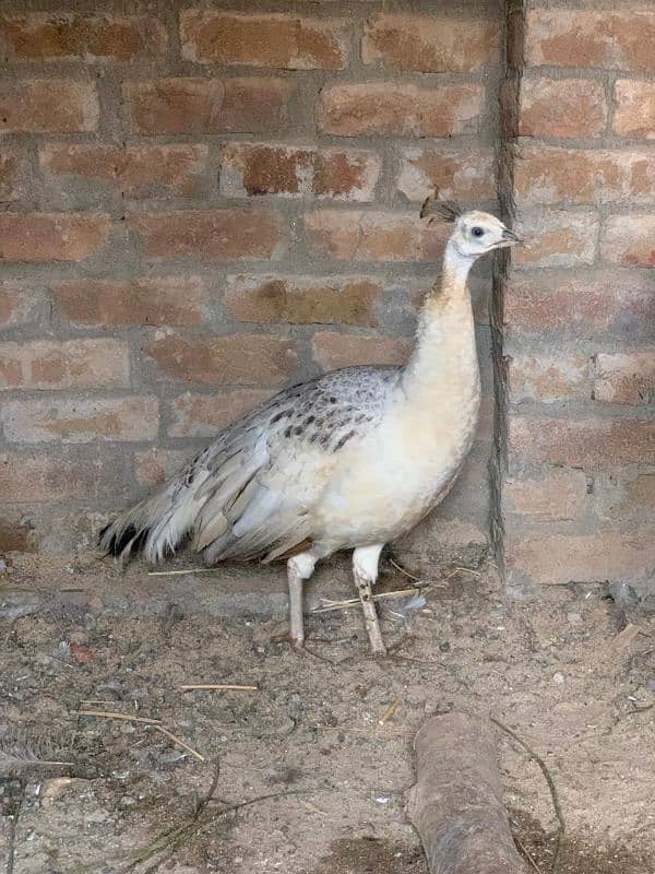 Blue shoulder female peacock 4