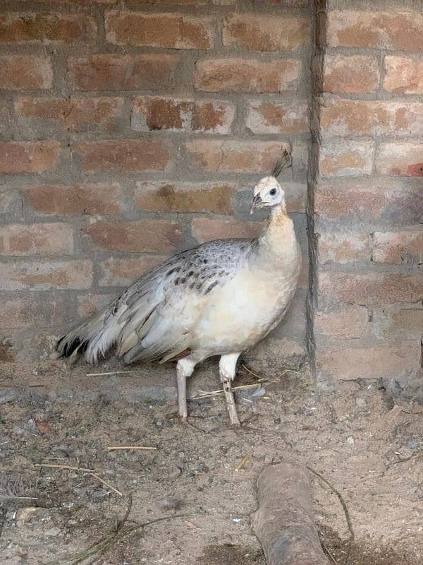 Blue shoulder female peacock 5