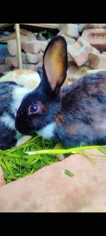 Rabbit for sale 0