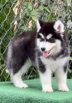 Siberianhusky puppie