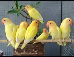 Love Birds for sale in reasonable price