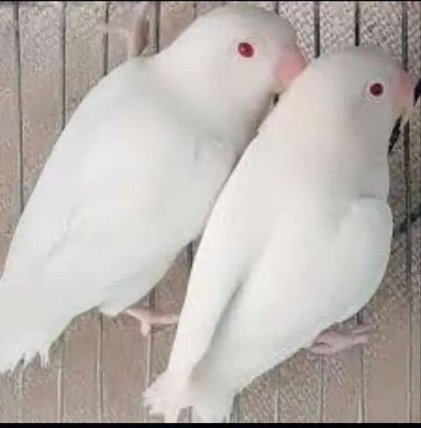 Love Birds for sale in reasonable price 1