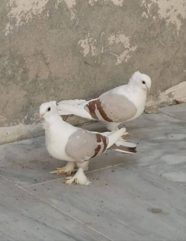 Sentinent Pigeon 0