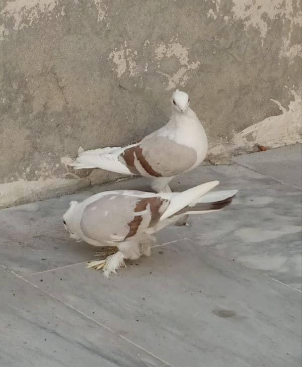 Sentinent Pigeon 1