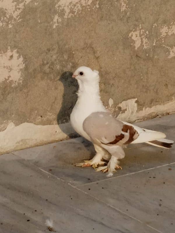 Sentinent Pigeon 4