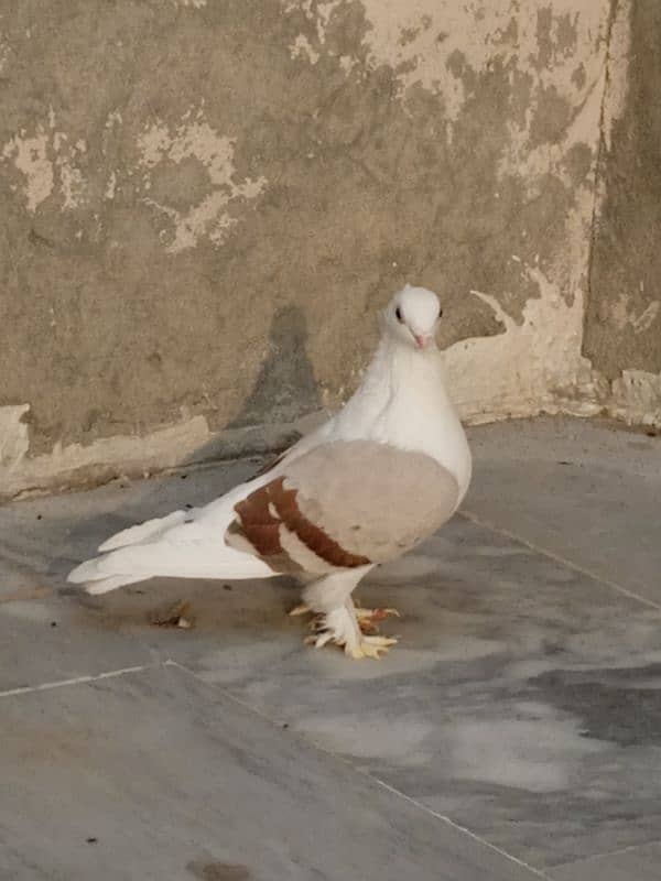 Sentinent Pigeon 5