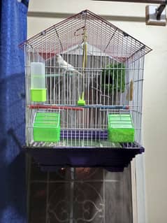 Singing Canary For Sale!