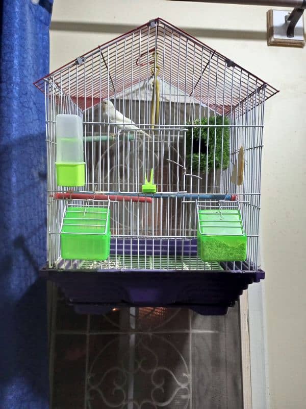 Singing Canary For Sale! 0