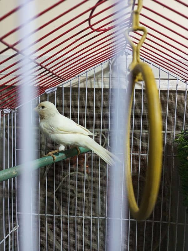 Singing Canary For Sale! 3