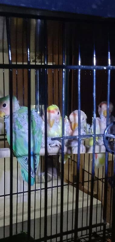 All Breeder setup for sale Lovebird. 1