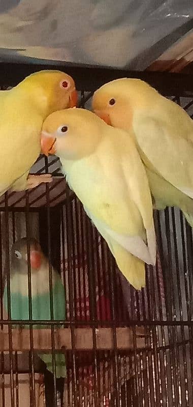 All Breeder setup for sale Lovebird. 2