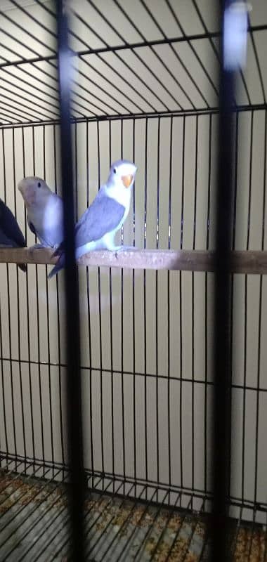 All Breeder setup for sale Lovebird. 3