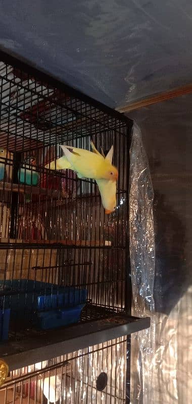 All Breeder setup for sale Lovebird. 4