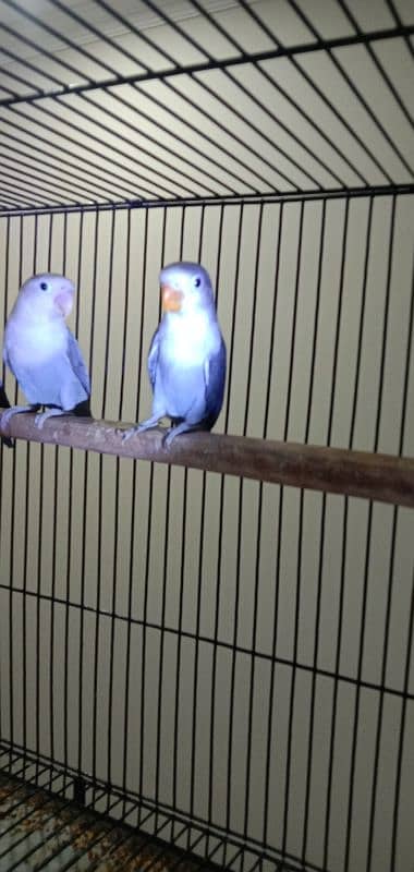 All Breeder setup for sale Lovebird. 5