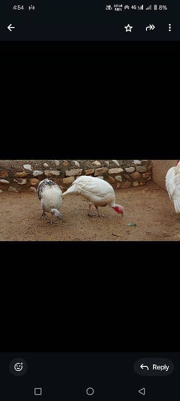 1 male 2 female with eggs 3