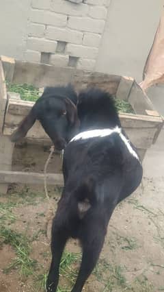 Bakra