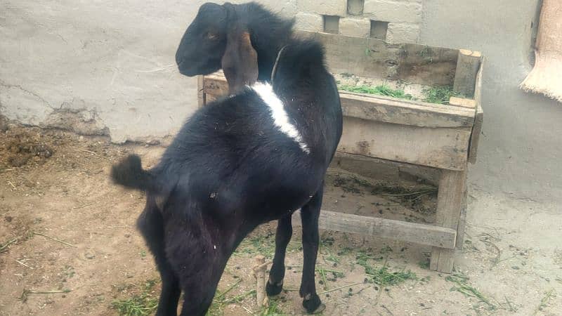 Bakra for sale 1