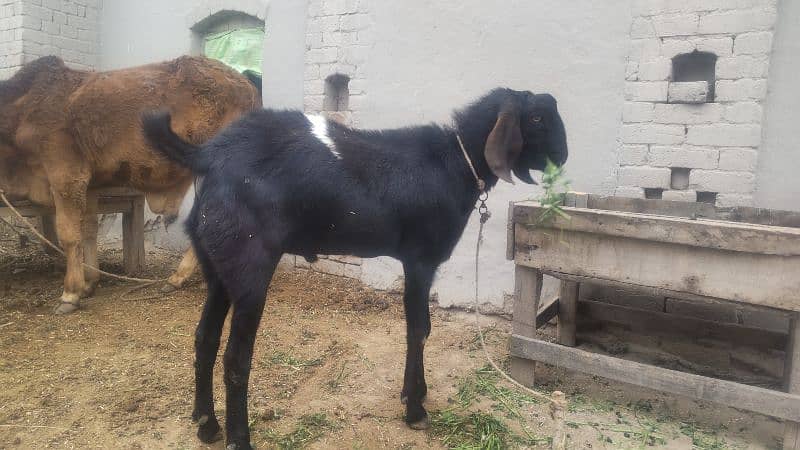 Bakra for sale 2