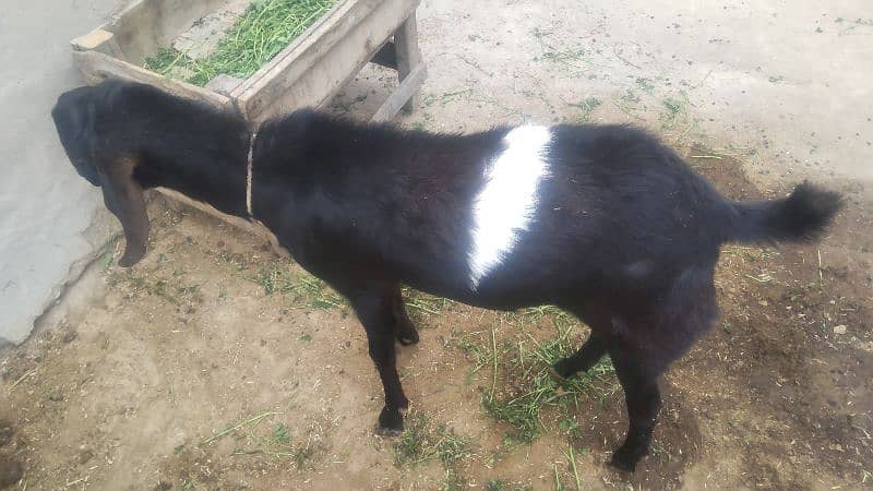 Bakra for sale 3