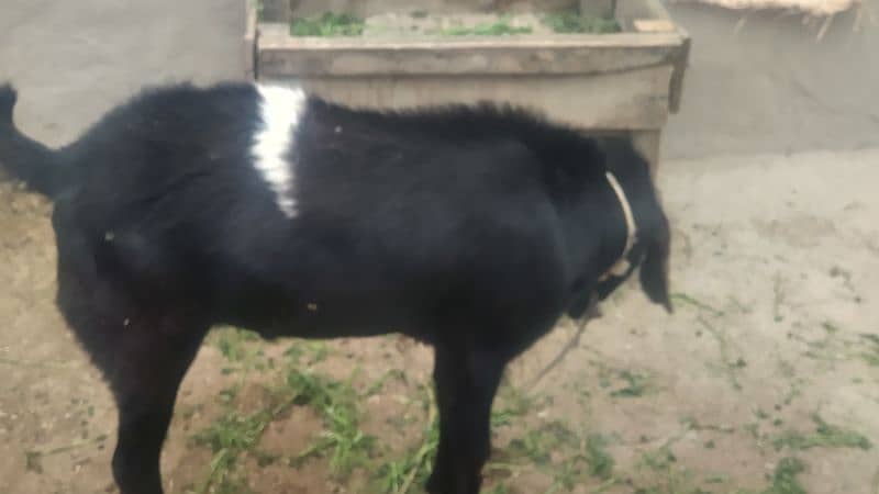 Bakra for sale 4