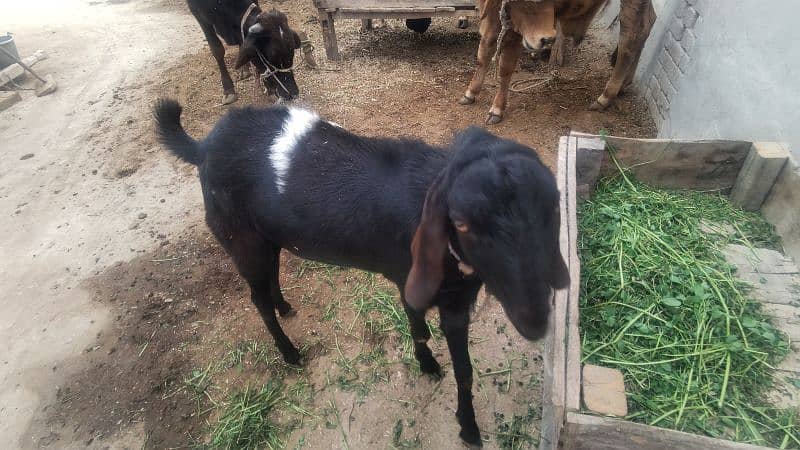 Bakra for sale 5