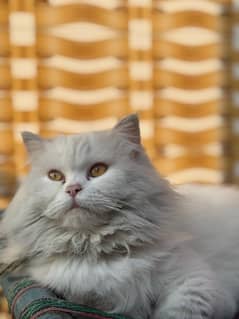 Breeder female, white persian triple coated, brownish eye