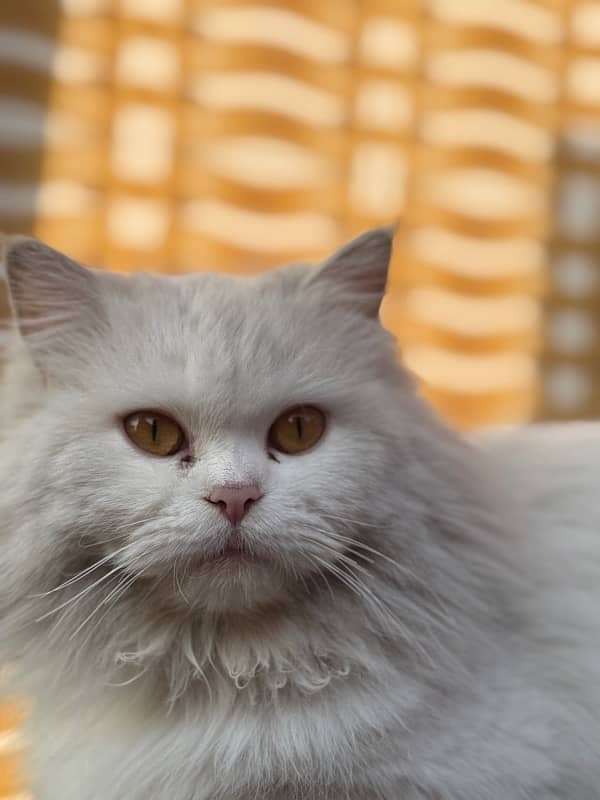 Breeder female, white persian triple coated, brownish eye 1