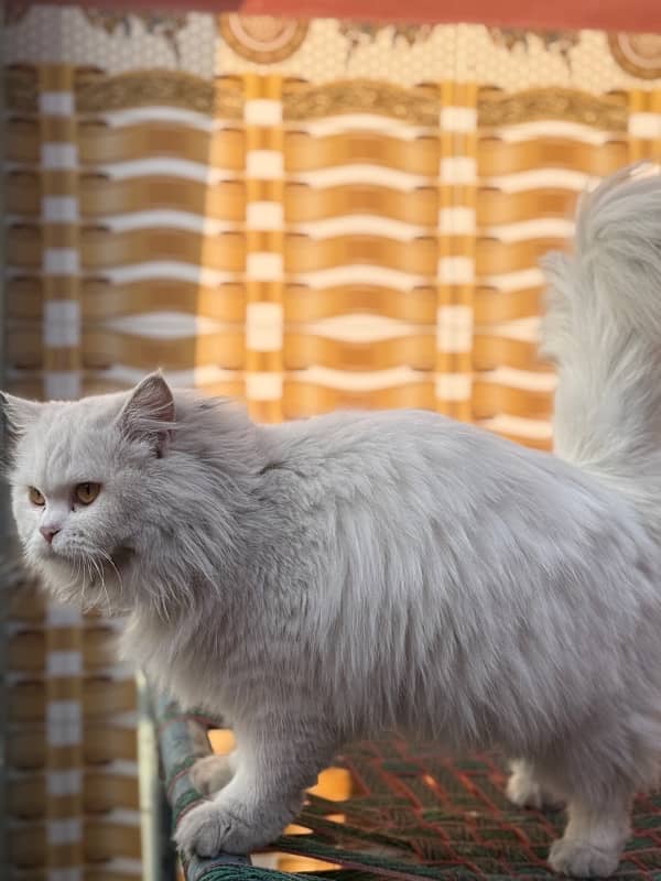 Breeder female, white persian triple coated, brownish eye 2