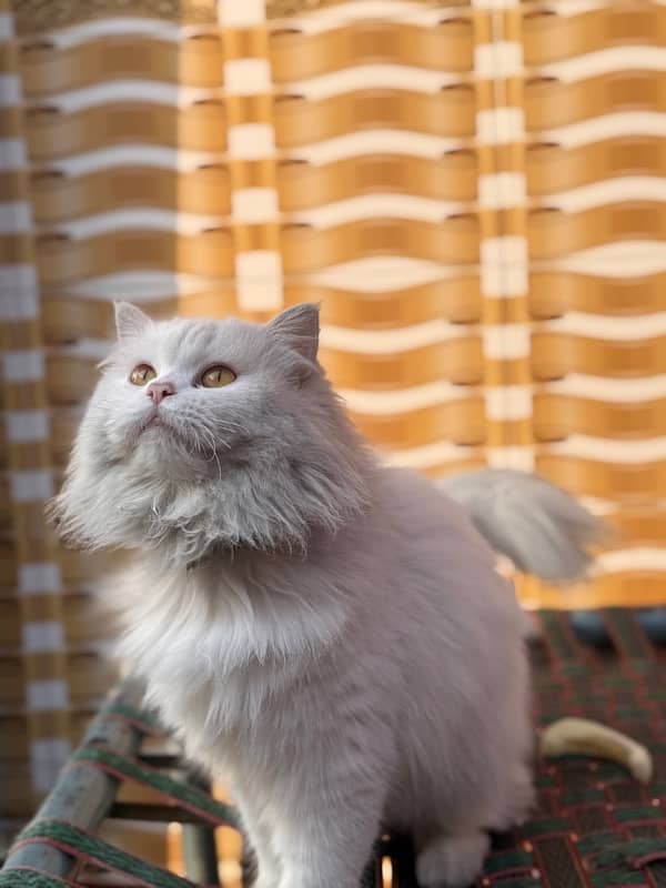 Breeder female, white persian triple coated, brownish eye 3