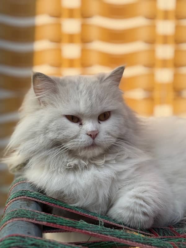 Breeder female, white persian triple coated, brownish eye 4