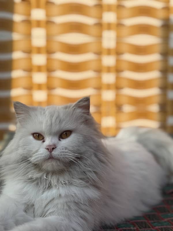 Breeder female, white persian triple coated, brownish eye 5