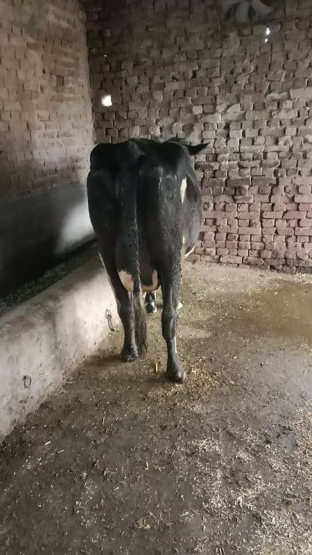 cow for sale  03000128181 2