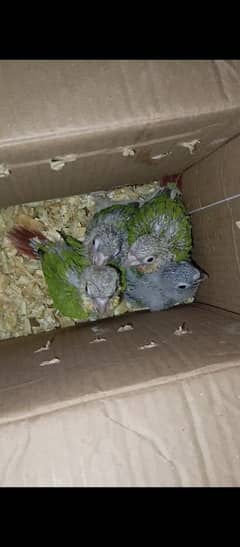 green cheek conure chicks available extreme and high red factor