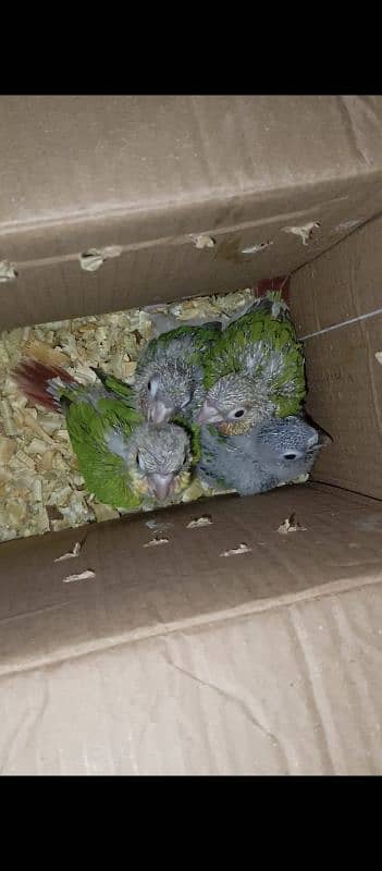 green cheek conure chicks available extreme and high red factor 0