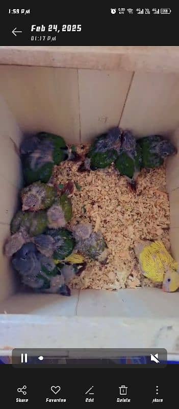 green cheek conure chicks available extreme and high red factor 1