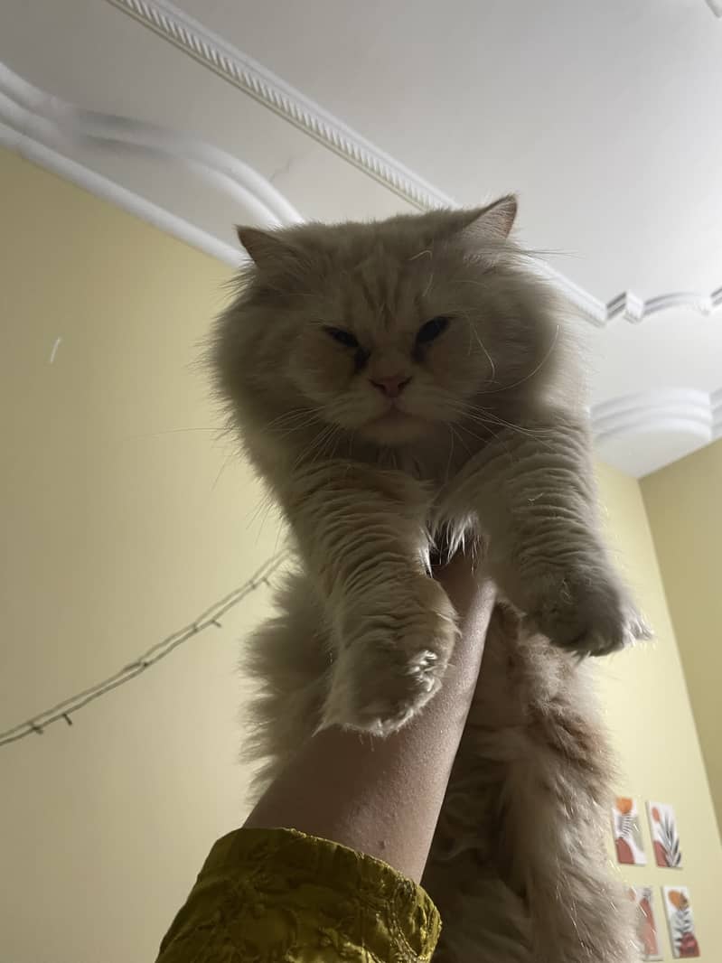 Persian Cat male (2 years ) 2