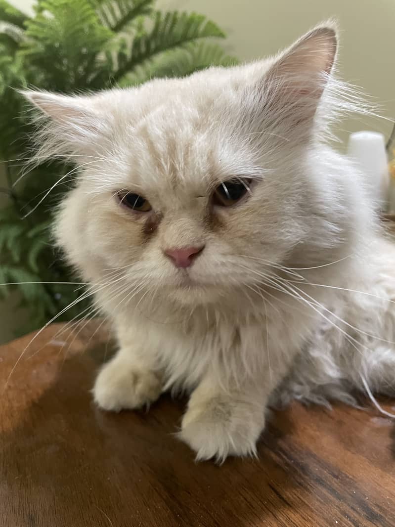 Persian Cat male (2 years ) 3