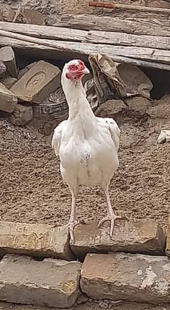 white aseel madi for sale