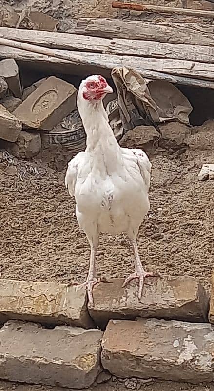 white aseel madi for sale 0