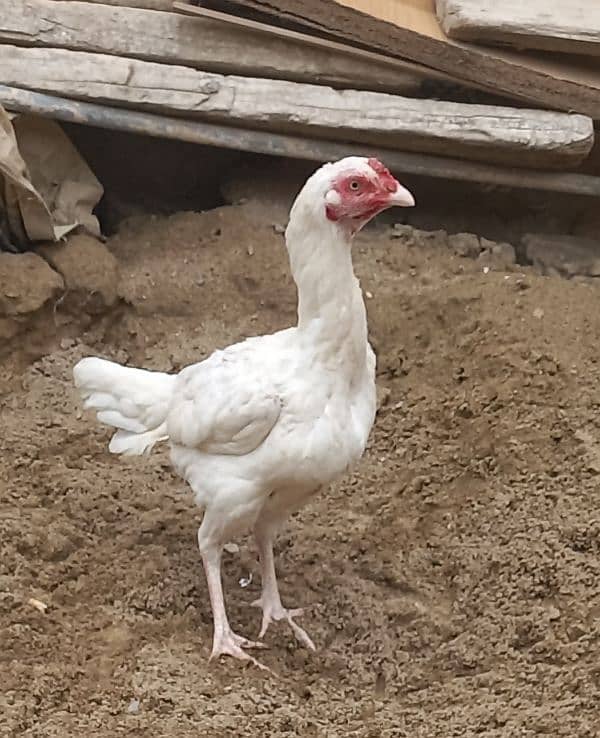 white aseel madi for sale 2