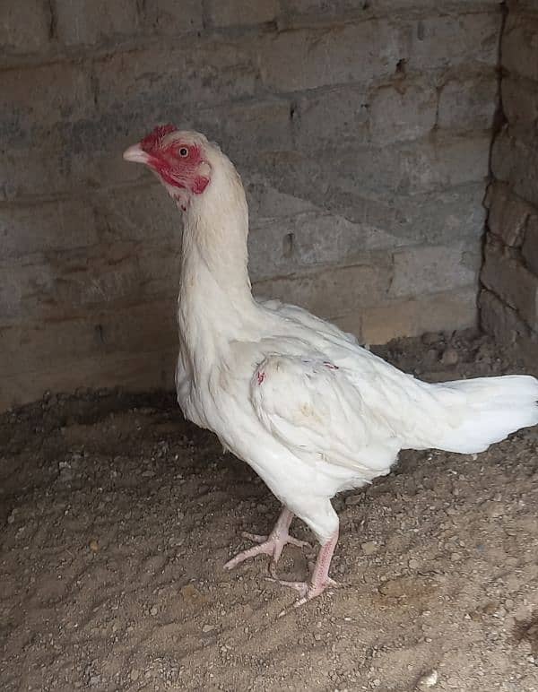 white aseel madi for sale 5